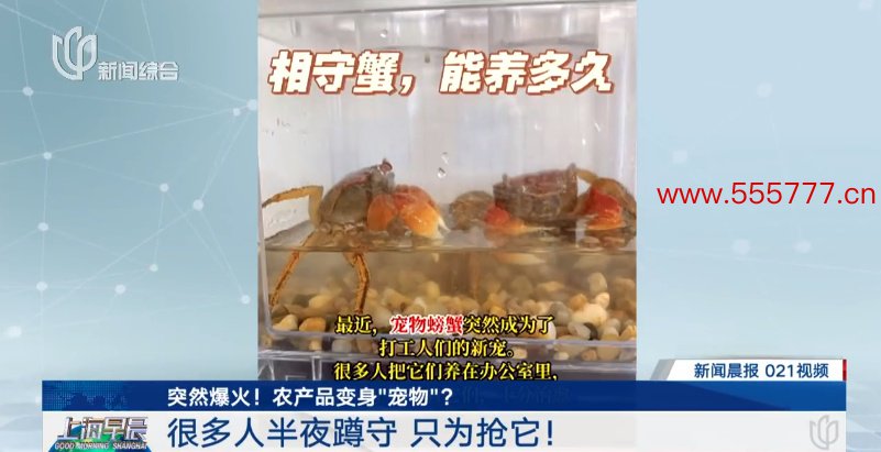 突然爆火！很多上海人半夜蹲守抢购，也有人担心：生鲜平台能卖这个？