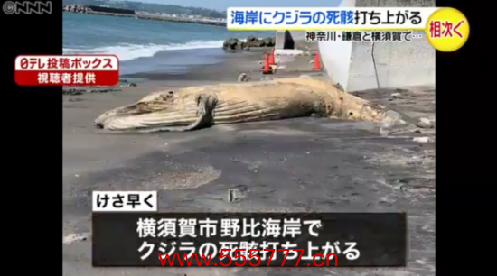 横须贺市海岸的鲸鱼尸体（日本电视台）
