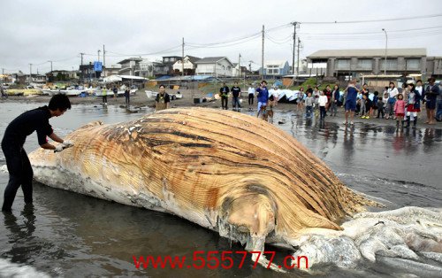 镰仓市海岸发现近8米长的鲸鱼尸体（日本读卖新闻）